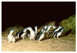 Penguins
