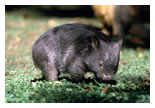 Wombat