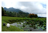 Borneo_Highland