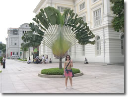 Palm