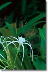 Atrium_lily