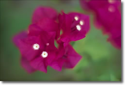 Orchid